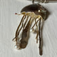 Jellyfish on Collar